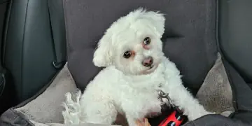 Hund mit Hundekörbchen